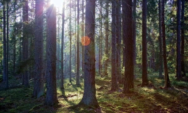 Valstybinių miškų urėdija teigia, naudoti tausojančią techniką ypač aktualu ekosistemų apsaugos ir rekreaciniuose miškuose, saugomose teritorijose.