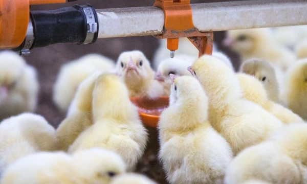 Juditos Grigelytės (VŽ) nuotr.