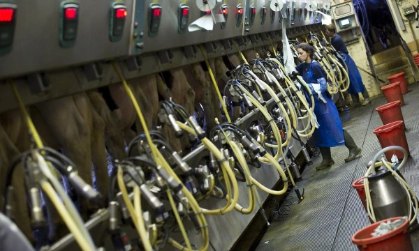 Amiro Coheno („Reuters“ / „Scanpix“) nuotr.