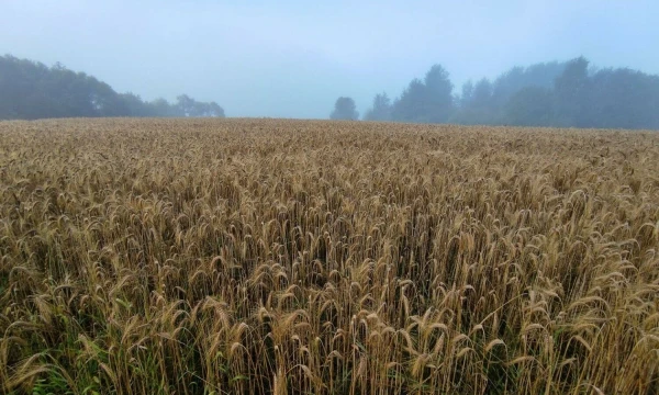 Vladimiro Ivanovo (VŽ) nuotr.