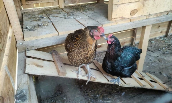 Vladimiro Ivanovo (VŽ) nuotr.