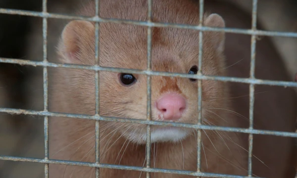 Vladimiro Ivanovo (VŽ) nuotr.