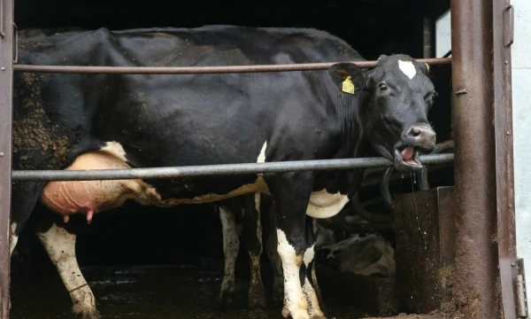 Vladimiro Ivanovo (VŽ) nuotr.