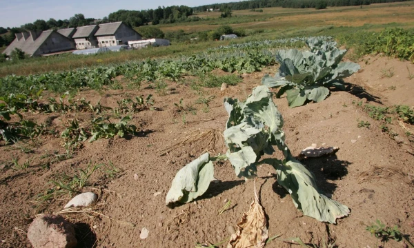 Violetos Bubelytės nuotr. 