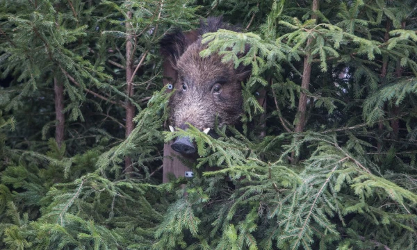 Vladimiro Ivanovo (VŽ) nuotr. 