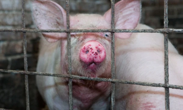 Juditos Grigelytės (VŽ) nuotr. 