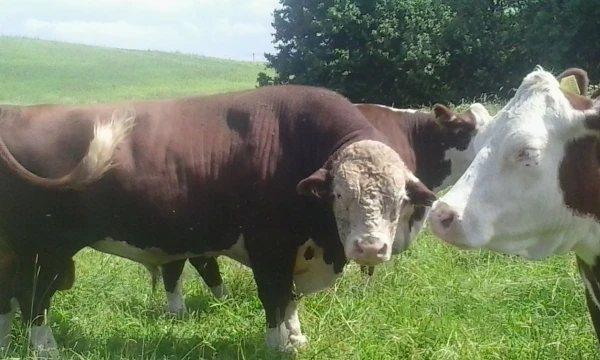 Mėsinių galvijų augintojai ir kooperatyvai tikisi, kad kainų kritimas bus paskata jungtis, ir tai pakeis visą verslą. Rasos Dževeckytės (VŽ) nuotr