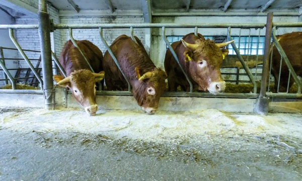 Vladimiro Ivanovo (VŽ) nuotr.