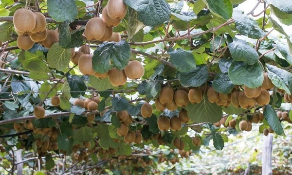 „Matton“ nuotr.