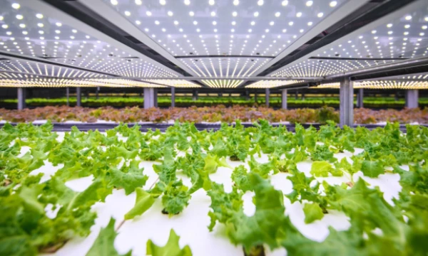 Salotų auginimas apie „YesHealth Group“ technologiją. Bendrovės nuotr.