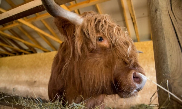 Vladimiro Ivanovo (VŽ) nuotr.