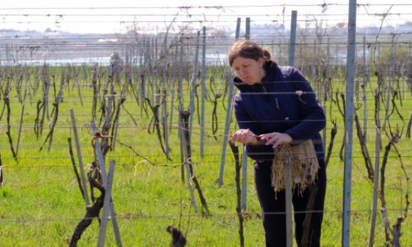 „Beykush“ vyninės vynuogynai Mikolajivo srityje, UKrainoje. Arūno Starkaus nuotr.
