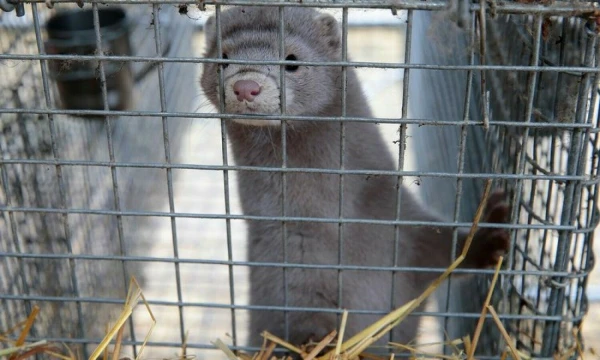 Vladimiro Ivanovo (VŽ) nuotr.
