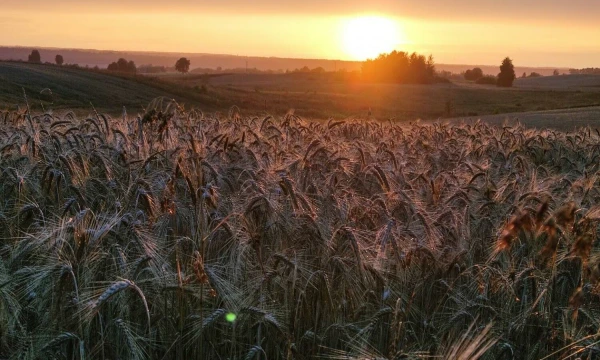 Lietuvos vaizdai. Javų laukas. Vladimiro Ivanovo (VŽ) nuotr.