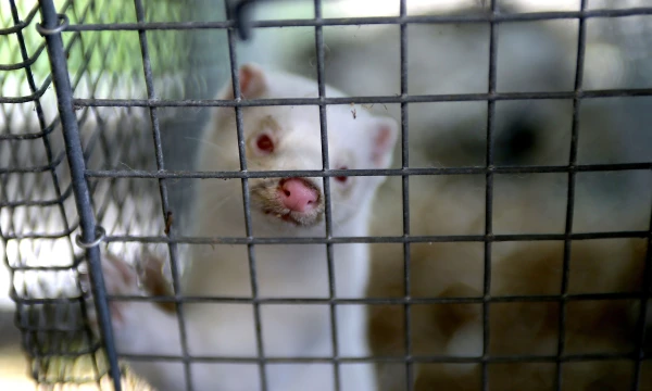 Lietuvoje kasmet išauginama apie 1,5 mln. audinių. Algimanto Barzdžiaus nuotr.