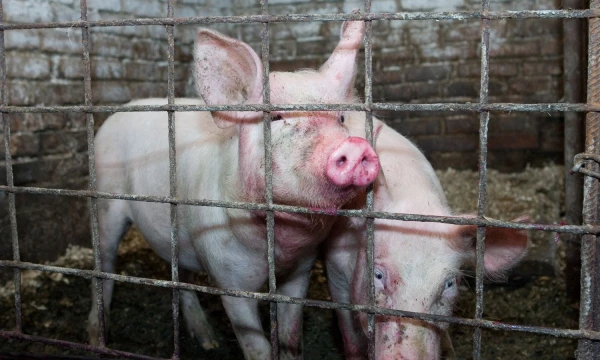 Vladimiro Ivanovo (VŽ) nuotr. 