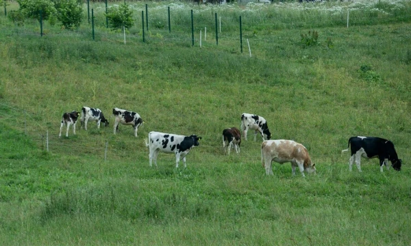 Juditos Grigelytės (VŽ) nuotr.