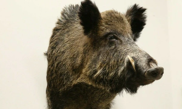 Kauno Tado Ivanausko zoologijos muziejuje. Vladimiro Ivanovo (VŽ) nuotr.