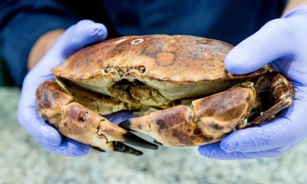 Pietvakarių Ispanijoje esančiame restorane „Aponiente“ patiekalai gaminami tik iš ingredientų, surinktų ar sugautų jūroje. Juditos Grigelytės (VŽ) nuotr. 