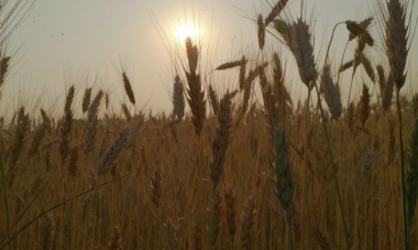 Javų laukas. Lino Butkaus (VŽ) nuotr.