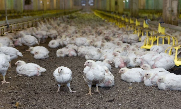 Juditos Grigelytės (VŽ) nuotr. 