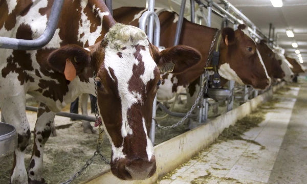 Christinne Muschi („Reuters“/„Scanpix“) nuotr