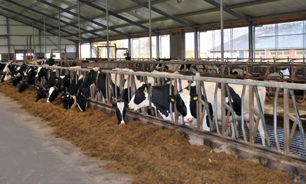 Robotai karves melžia 3 kartus per parą, šeria 16 kartų – žmonės taip prižiūrėti raguočių paprasčiausiai negali.
Arūno Milašiaus nuotr.