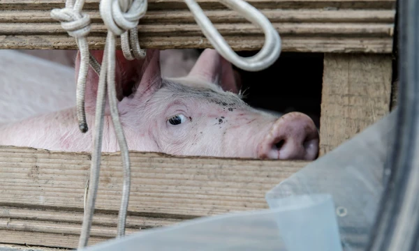 Vladimiro Ivanovo nuotr.