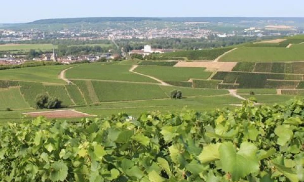 Garsieji Ay kaimo vynuogynai.