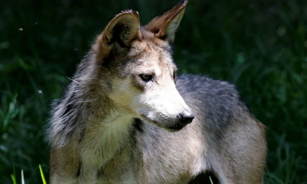 Henry Romero („Reuters“ / „Scanpix“) nuotr.