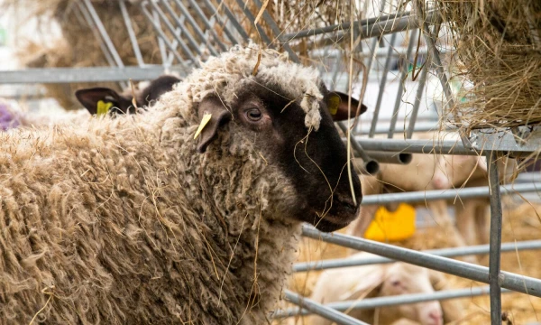 Juditos Grigelytės (VŽ) nuotr.