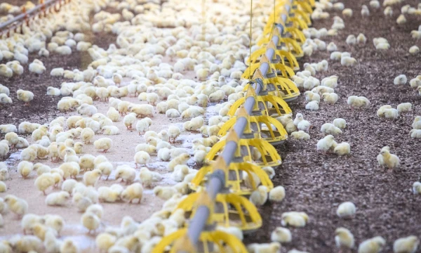 Juditos Grigelytės (VŽ) nuotr. 