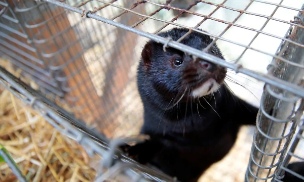 Audinės kailiuko kaina aukcionuose svyruoja nuo 5 iki 70 Eur.
Vladimiro Ivanovo (VŽ) nuotr.