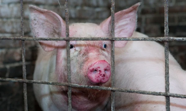 Juditos Grigelytės (VŽ) nuotr. 