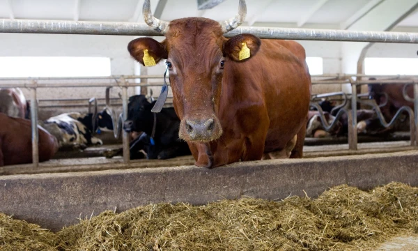 Skaičiuojama, kad pieno ūkių per penkmetį gali sumažėti perpus.
Juditos Grigelytės (VŽ) nuotr.