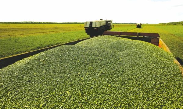 Lietuvos ūkininkai tvirtina, kad ankštines kultūras auginti be šiuo metu naudojamų cheminių priemonių būtų beveik neįmanoma.  Vitalijaus Timkivo („Sputnik“ / „Scanpix“) nuotr.