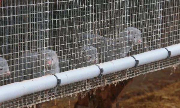 Vladimiro Ivanovo (VŽ) nuotr.