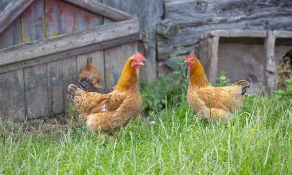 Vladimiro Ivanovo (VŽ) nuotr. 