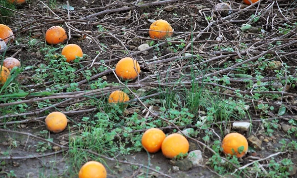 Apelsinų plantacijų uraganas dar nepalietė, tačiau investuotojai trumpam dėl šių vaisių pametė galvas. Beatričės Laurinavičienės (VŽ) nuotr.