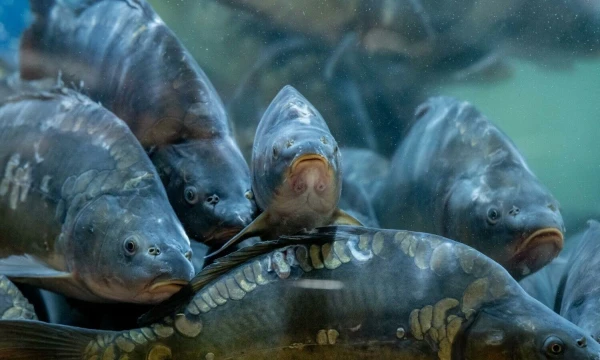 Juditos Grigelytės (VŽ) nuotr.