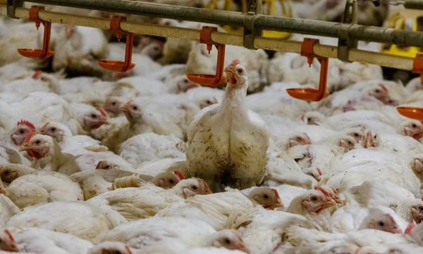 Vladimiro Ivanovo (VŽ) nuotr.