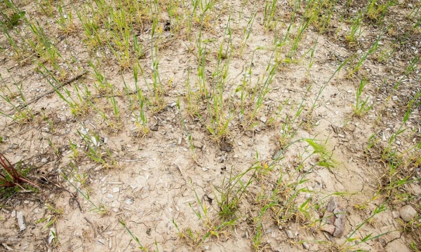 Juditos Grigelytės (VŽ) nuotr.