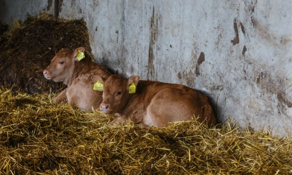 Vladimiro Ivanovo (VŽ) nuotr.