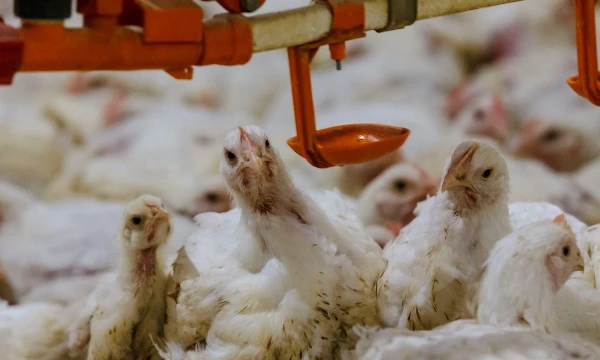  Vladimiro Ivanovo (VŽ) nuotr.