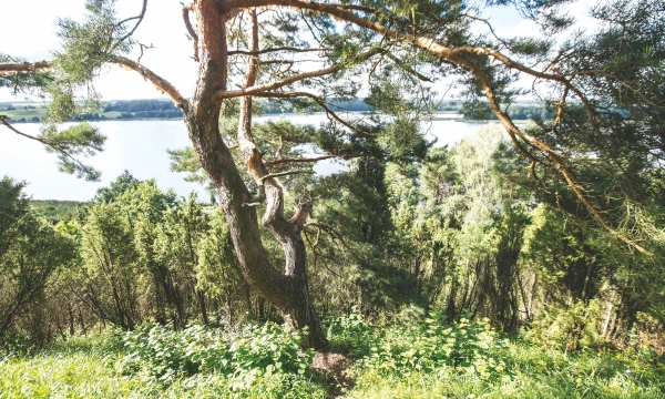 Vieną miškų urėdiją, kurios vidutinis plotas siekia 23.000 ha, sertifikuoti  pagal FSC 5 metams kainuoja apie 16.000 Eur.
Juditos Grigelytės (VŽ) nuotr.