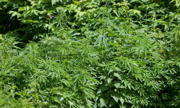 Juditos Grigelytės (VŽ) nuotr.