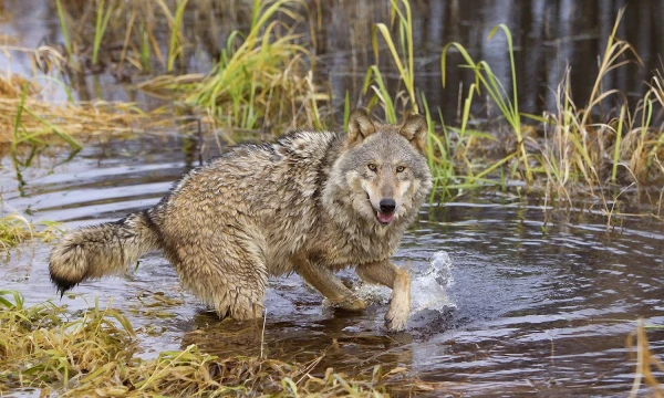 Vasily Fedosenko („Reuters“ / „Scanpix“) nuotr.