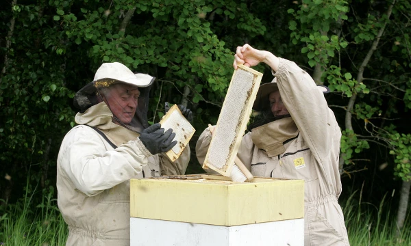 Šerkšnų bityno šeimininkai, gaminantys medų su „Šerkšno medaus“ prekės ženklu, sako, kad šįmet išsuko apie 15 t medaus. ALGIMANTO BARZDŽIAUS NUOTR. 