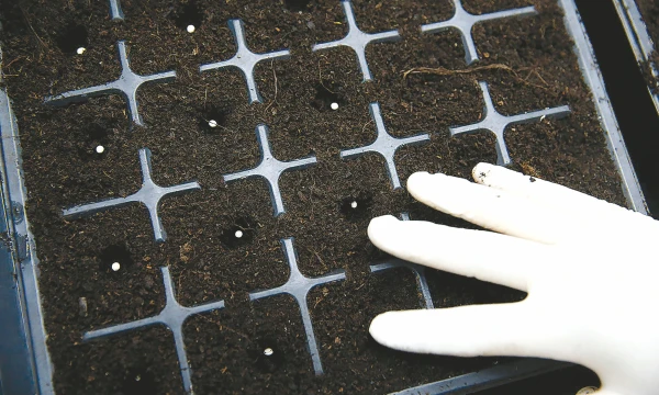 Per kelerius metus grūdų derlių pasaulyje reikia padidinti apie 80%, o tai pasiekti įmanoma tik tobulinant grūdų auginimo technologijas. Edgaro Su („Reuters“ / „Scanpix“) nuotr.