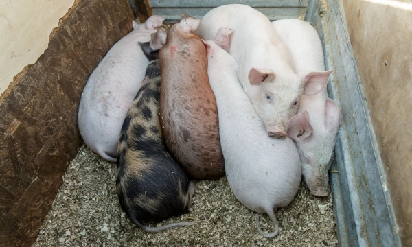 Formalus patekimas į III apsaugos zoną kompleksams reiškia 10% kritusias supirkimo kainas ir papildomas i6laidas biosaugai. Vladimiro Ivanovo (VŽ) nuotr.